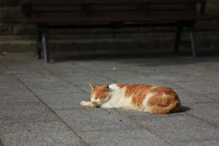 Кошки, спящие на земле