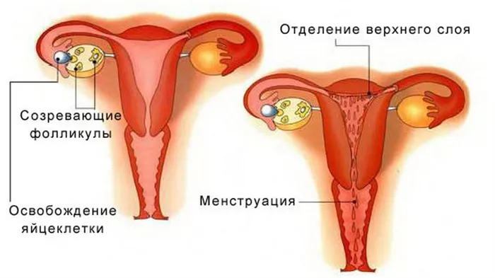 Менструальный цикл