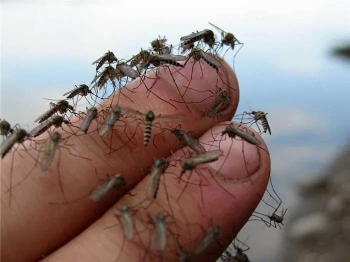 Почему не все комары кусают некоторых людей?