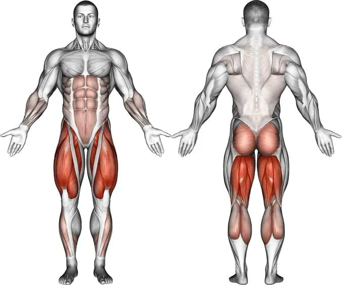 Какие мышцы растут вместе с сиденьем