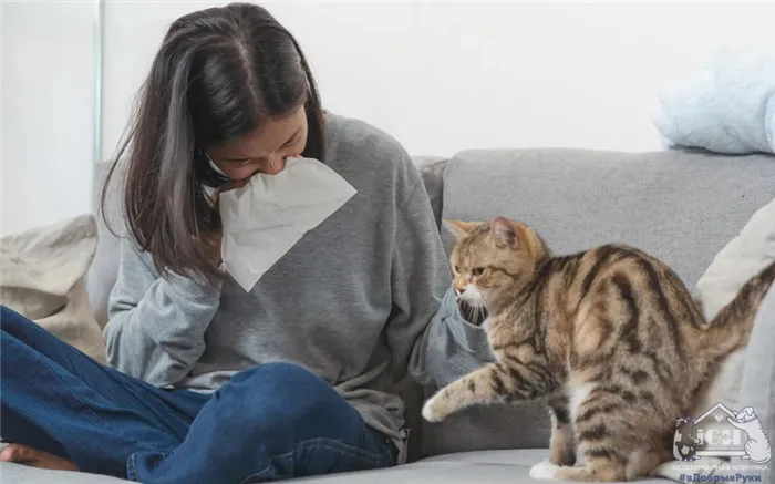 Как избавиться от аллергии на кошек
