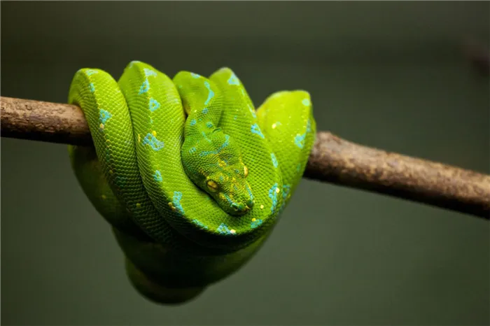 Зеленая древесная змея.