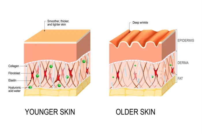 Схематическое изображение слоев кожи