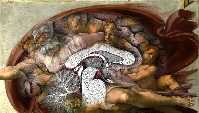 Существует теория, согласно которой, нарисовав Бога и очертив вокруг него красную ткань, Майкл Ангелос отразил анатомически точное строение человеческого мозга.