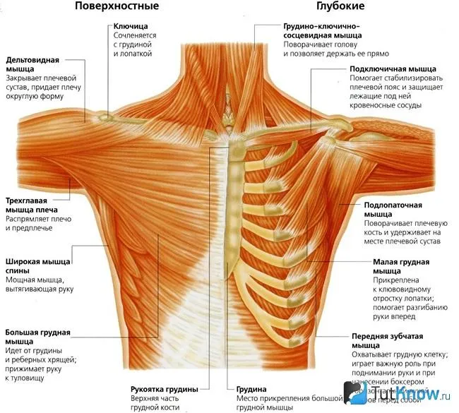 Графическое изображение мышц плечевого пояса