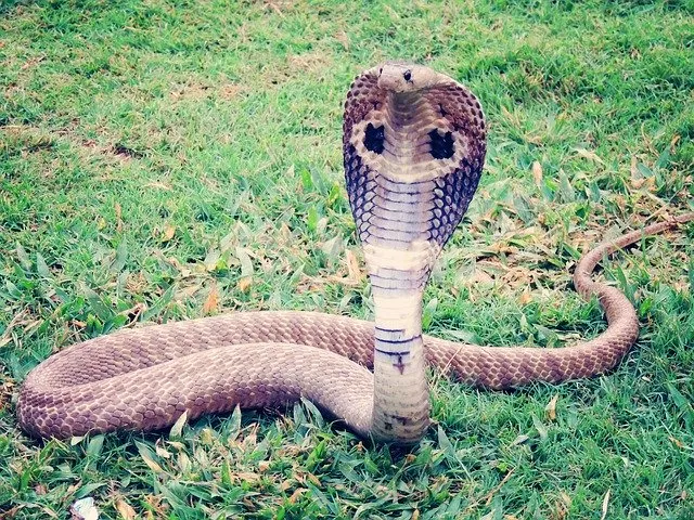 Плохая кобра.