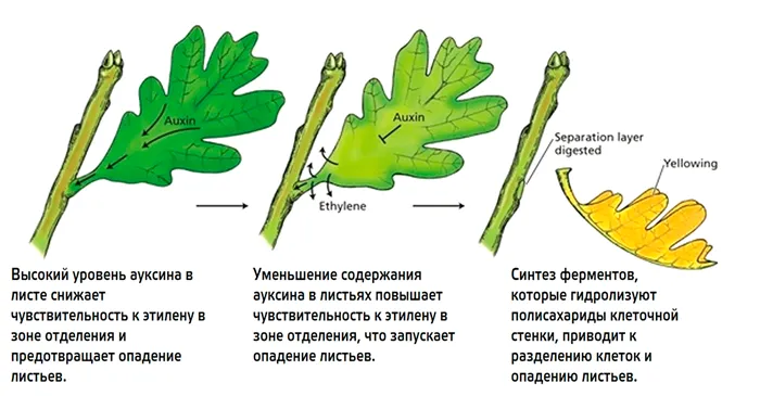 Роль ауксина и этилена в опадении листьев
