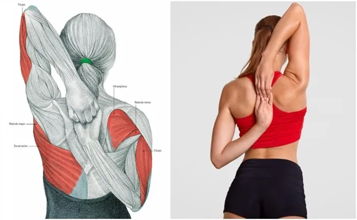Упражнения для растяжки зоны плеч и рук