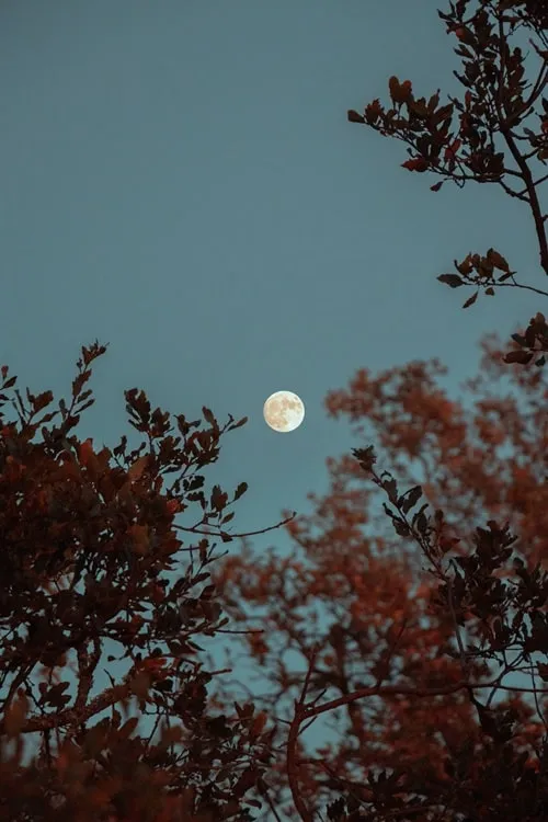 Два простых способа найти свой знак Лунного Зодиака