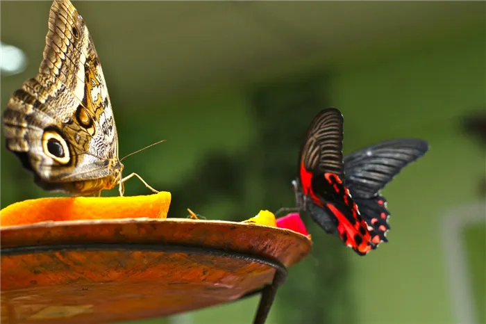 На выставках бабочек «экспонаты» садятся прямо на посетителей