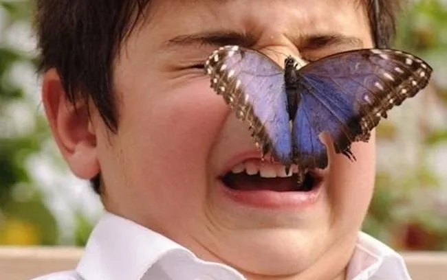 боязнь бабочек