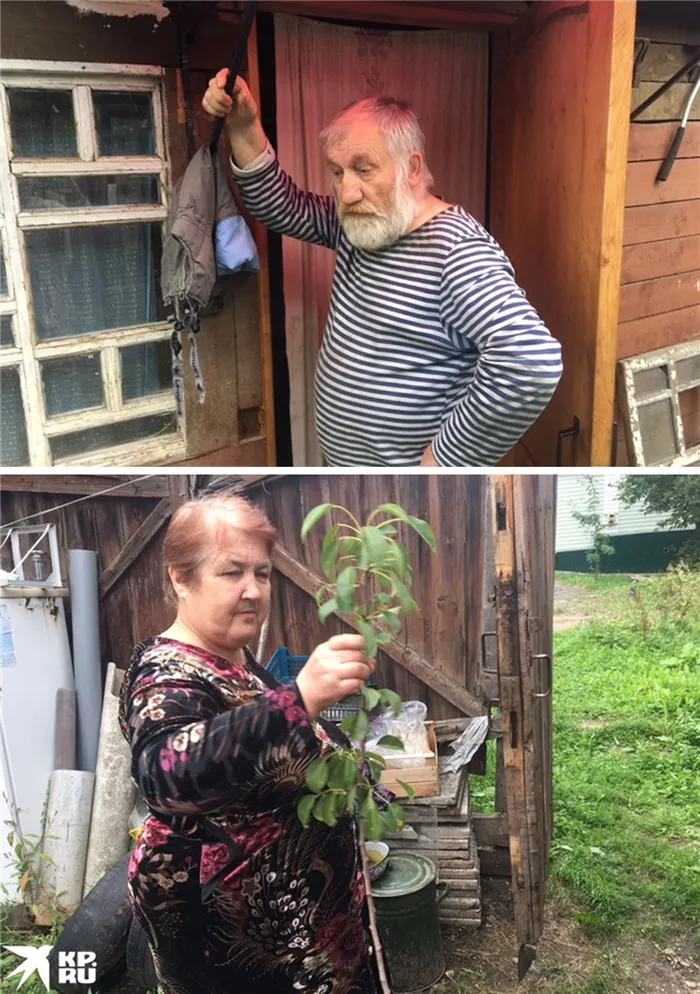 Сосед Михаил Николаевич Шандулов, его жена Галина и груша сорта дюшес.