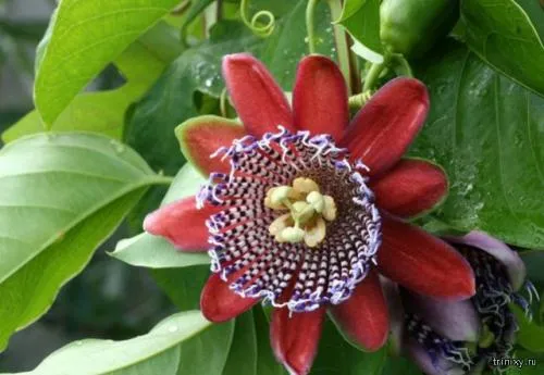 Куртизанка цветок. 10 самых необычных цветов мира (10 фото)