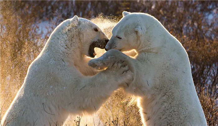 Белые медведи дерутся фото