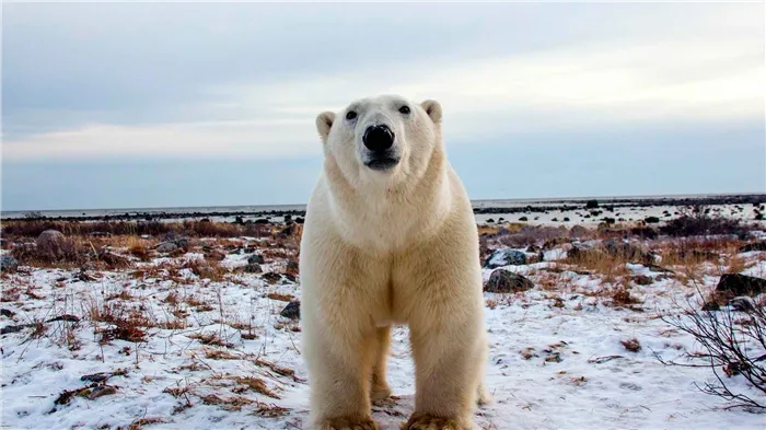 Белый медведь обитает в арктических пустынях