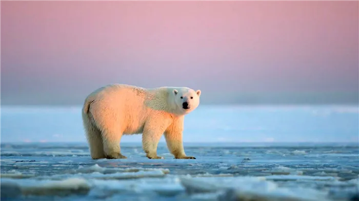 Белый медведь обитает на северном полюсе