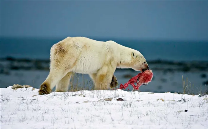 Белый медведь питается морскими животными