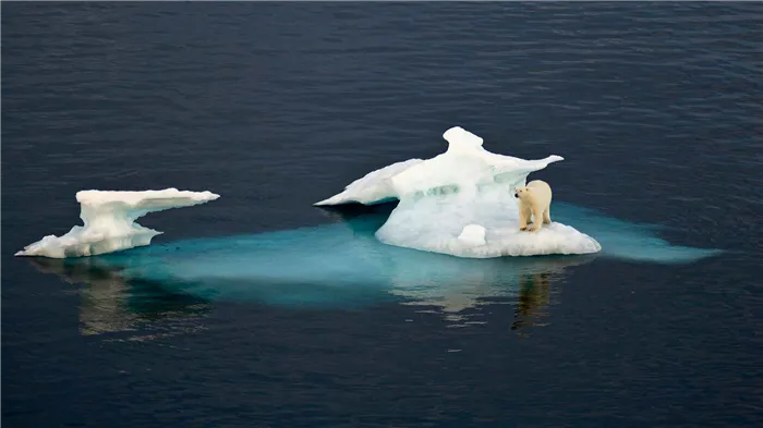 Белый медведь обитает на дрейфующих льдах, чтобы охотиться на добычу