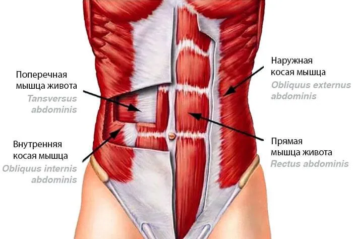 мышцы пресса анатомия