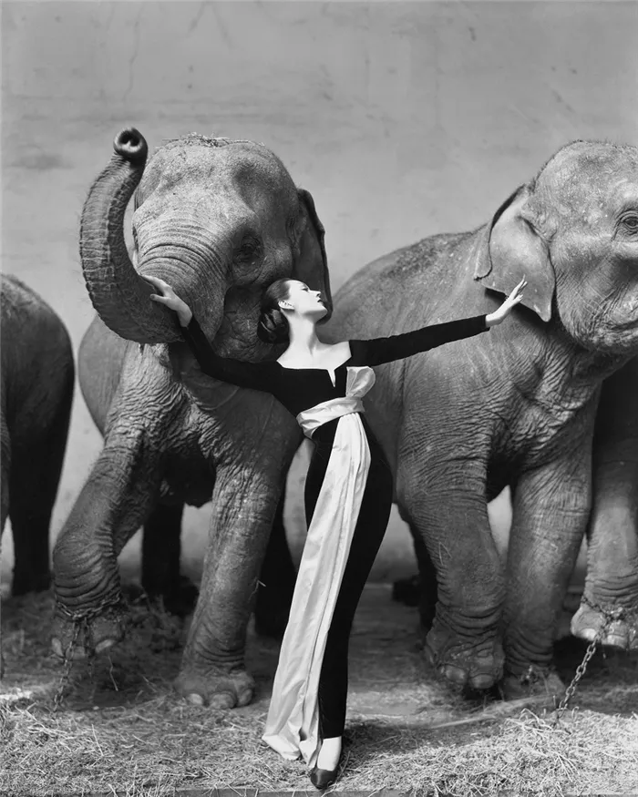 Фэшн-фотография. Ричард Аведон. Фотография «Довима и слоны», 1955