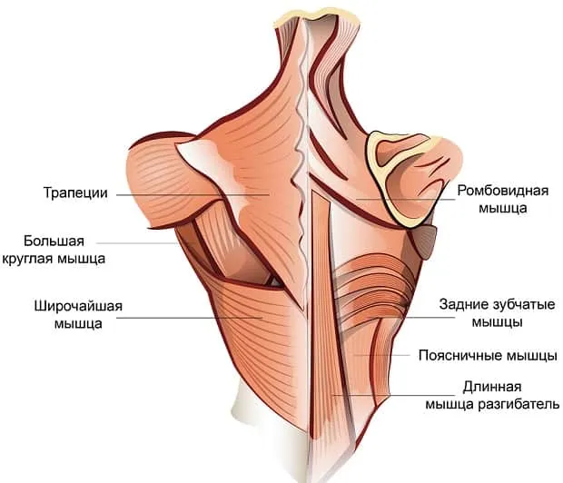 Мышечные группы спины