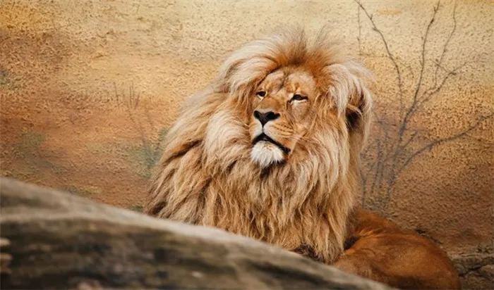 Какие недостатки у Льва в любви и браке?