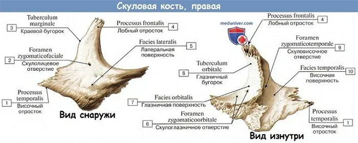 Анатомия: Скуловая кость.