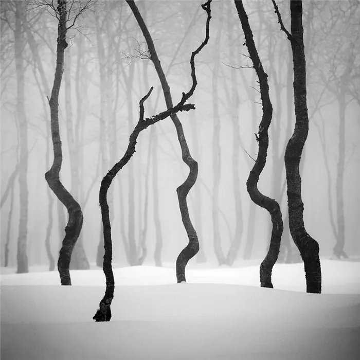 Черно-белая фотография. Даниел Жежиха. «Танцующие деревья»