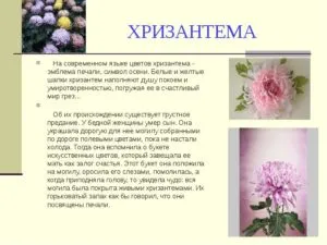 Язык цветов хризантема