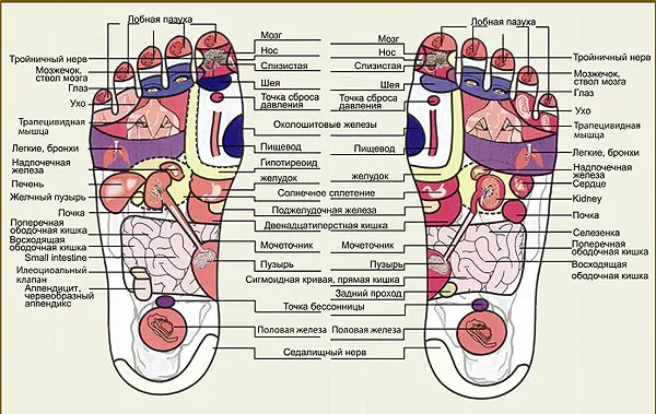 Проекция внутренних органов на стопу