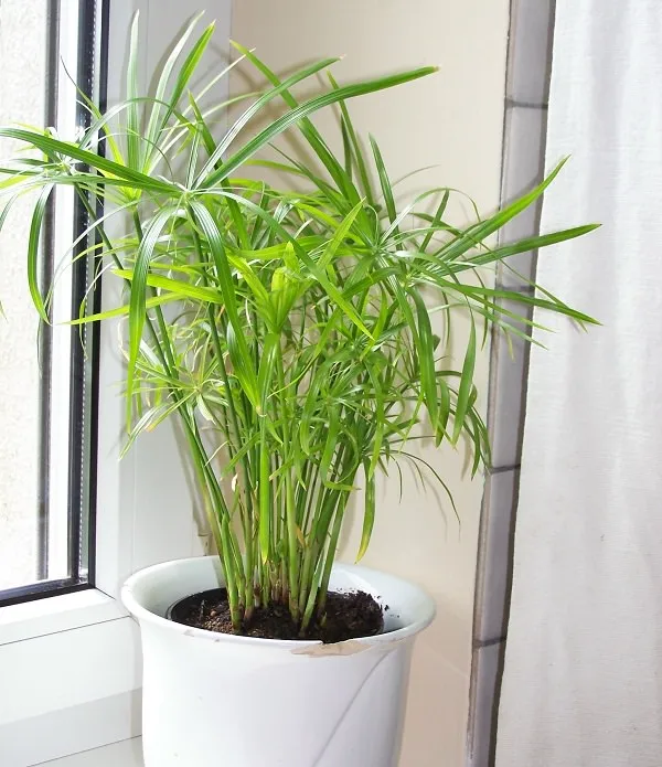 пальма комнатные растения