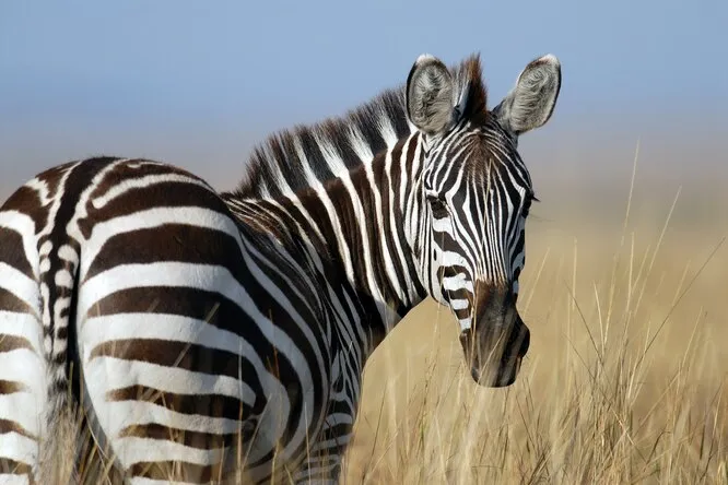Какого цвета зебра: черно-белая или бело-черная