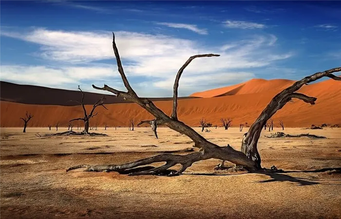 Умершие деревья в пустыне
