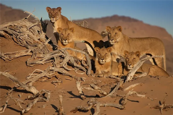 Львы в береговой пустыне Намиб