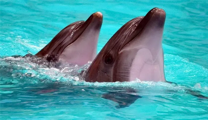 дельфины геленджик