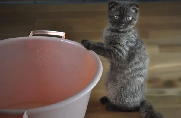Как помыть кота который боится воды и царапается 3