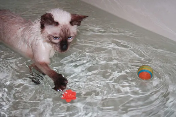 Как помыть кота который боится воды и царапается 6