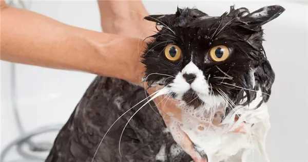Как помыть кота который боится воды и царапается 8
