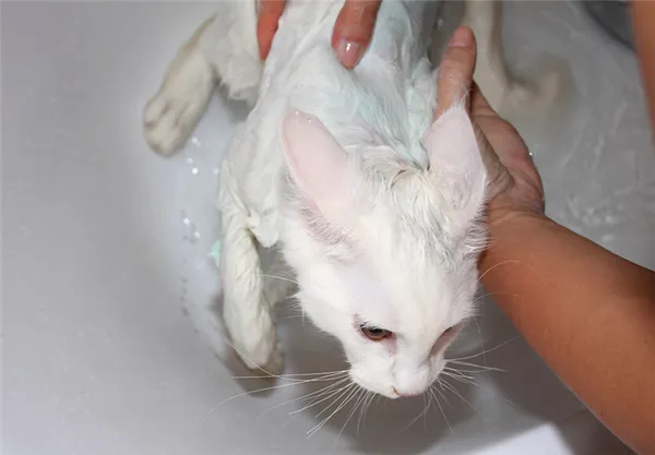 Как помыть кота который боится воды и царапается 5