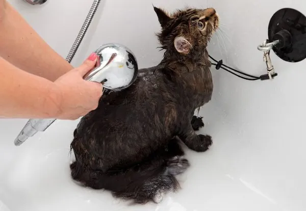 Как помыть кота который боится воды и царапается 7