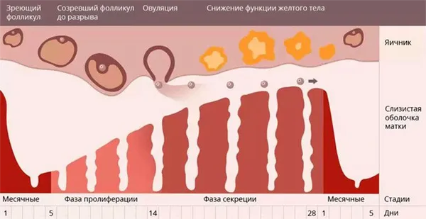 Как сказать маме о месячных 3