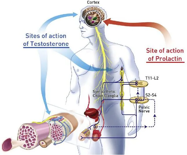 Системы организма, контролирующие функцию половых органов мужчины