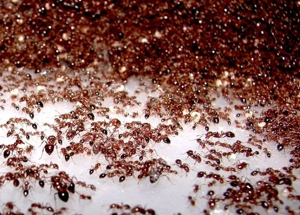 Как избавиться от муравьев в квартире мелких рыжих 2