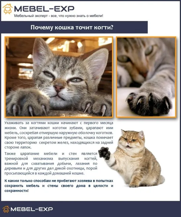 Почему кошка точит когти