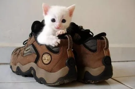 Котёнок в кроссовке