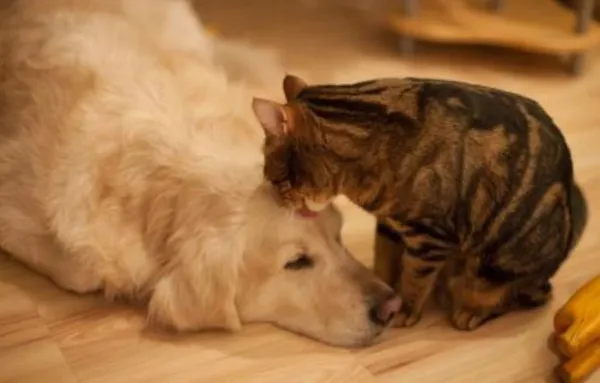 кошка облизывает собаку