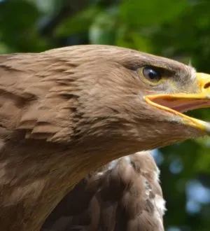 Орел беркут — птица необыкновенная, 17 фактов о жизни беркутов, фото, видео
