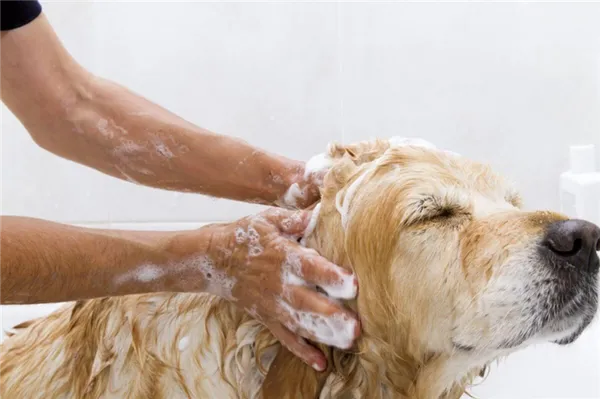 Чем мыть собаку чтобы не воняла псиной в домашних условиях 5