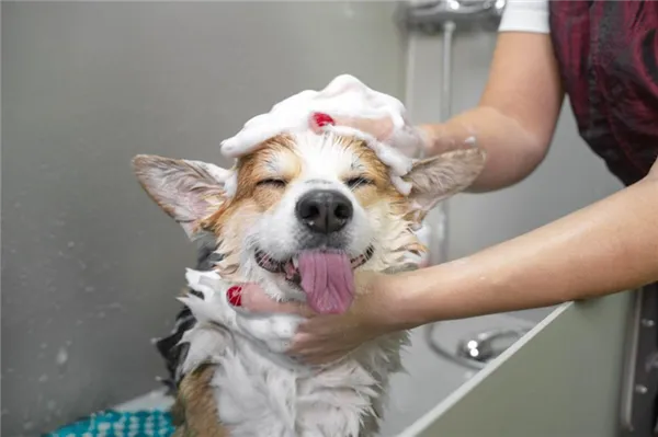 Чем мыть собаку чтобы не воняла псиной в домашних условиях 4