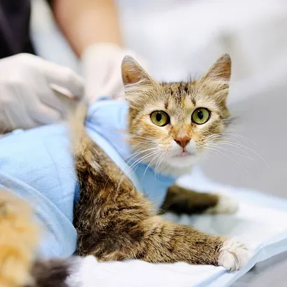Как долго кошка отходит от наркоза после стерилизации 2